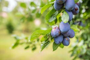 Frais bleu prunes sur une branche dans jardin photo