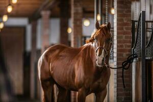 marron peindre cheval avec blanc les pièces de ses côtelettes pose à l'intérieur le stable photo