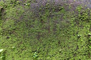 vert mousse sur le vieux mur. abstrait Contexte et texture pour conception. photo