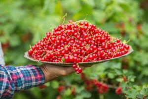 retraité agriculteur dans jardin en portant assiette plein de rouge groseilles photo