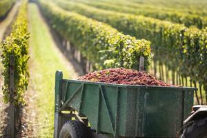 les raisins sont choisi en haut à vignoble et transporté par une tracteur à vignoble pour plus loin En traitement dans une du vin photo
