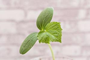 faire pousser de jeunes plants de concombre dans des tasses photo