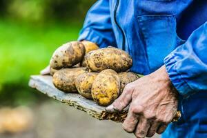 vieux main de agriculteur en portant Frais biologique patates photo