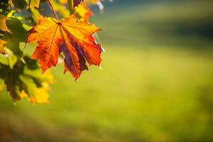 l'automne bannière avec coloré érable feuilles photo