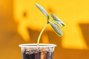 faire pousser de jeunes plants de concombre dans des tasses photo