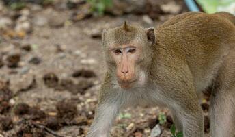 macaque singe portrait , lequel Nom est longue à queue, mangeur de crabe ou cynomolgus macaque singe sur route photo