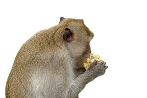 macaque singe portrait , lequel Nom est longue à queue, mangeur de crabe ou cynomolgus macaque singe sur route photo