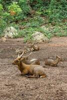 cerf dans le cultiver. se détendre temps sur journée. photo