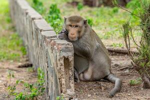 macaque singe portrait , lequel Nom est longue à queue, mangeur de crabe ou cynomolgus macaque singe sur route photo