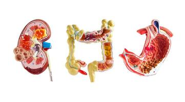 rein, intestin et estomac modèle isolé sur blanc arrière-plan, anatomie modèle pour étude diagnostic et traitement dans hôpital. photo