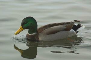 coloré Célibataire canard oiseau flottant sur gris l'eau photo