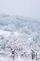 forêt de paysage à la saison d'hiver photo