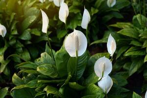 paix lis a blanc bractées. il ressemble une cœur forme enveloppé dans une tubulaire inflorescence avec lumière Jaune fleurons alentours il. il est une arbre cette pouvez purifier le air très Bien. photo