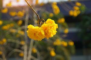 Jaune zilk coton a double fleurs. ondulé pétale bords tous les deux pétales et pollen sont brillant Jaune. lorsque floraison, il volonté être libéré à le début de le année et volonté laisser presque tout le feuilles. photo