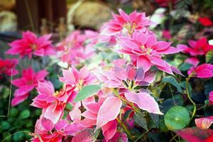 poinsettia est une arbuste avec foncé vert feuillage. en forme de lance bractées viens dans beaucoup couleurs, comprenant blanc, jaune, rouge et rose. Jaune fleurs forme une bouquet à le fin de le Haut. photo