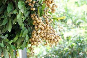 une bouquet de longans sur le arbre est une fruit avec une lumière marron aboyer. rosâtre blanc la chair avec noir des graines à l'intérieur. a une sucré goût, pouvez manger Frais fruit, faire desserts et boisson beaucoup les menus photo