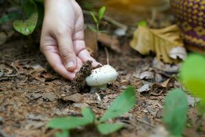 asiatique explorateurs collecte sauvage champignon échantillons dans le communauté à étude. tel comme espèces, forêt environnement adapté pour croissance à contribuer à le préservation de communauté les forêts. photo