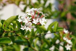 carandas fleurs sont groupé dans feuille aisselles et branche prend fin, pétales blanc ou pâle rose, connecté à forme une longue tube, Divisé dans 5 pétales. le feuilles sont rond, le surface est lisse. photo