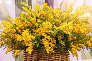 un bouquet de branches jaunes fleuries photo