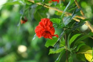 fleur d'hibiscus rouge dans le jardin photo