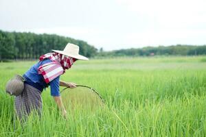 asiatique femme agriculteur est à paddy champ, tenir pêche net et nasse pour en gardant poisson ou comestible insecte cette pouvez trouver dans biologique riz champ. concept gagner vivant de la nature. local mode de vie dans Thaïlande. photo