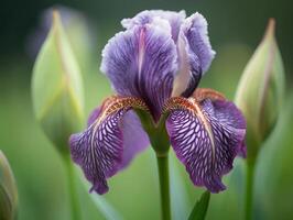 profondeur et dimension - une étourdissant bien art photographier de une violet iris - ai généré photo