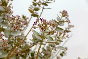 calotrope procera fleurs photo