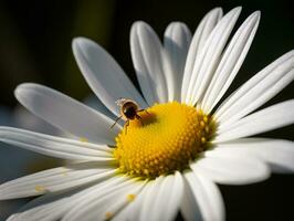 blanc Marguerite avec mouche dans doux Naturel lumière - macro la photographie - ai généré photo