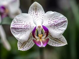 la nature chef-d'oeuvre - capturer le détails de un orchidée - ai généré photo