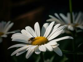 blanc Marguerite avec mouche et jardin fleurs dans encore la vie photographier - ai généré photo