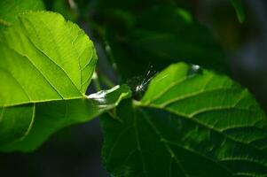 mûre feuille fermer, modèle de vert feuilles photo