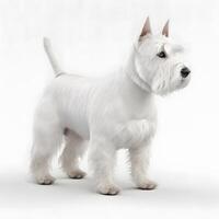 ai génératif Écossais terrier race chien isolé sur une brillant blanc Contexte photo