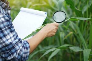 proche en haut agricole chercheur détient grossissant verre et papier presse-papiers à explorer ou inspecter croissance et maladies de les plantes à maïs jardin. concept. agriculture profession, enquête et recherche photo