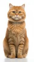 un Orange chat séance sur une blanc Contexte ai génératif photo