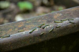 beaucoup de petites chenilles noires boxen tirant sur les rails du chemin de fer à voie étroite. catastrophe environnementale à mezmay. photo