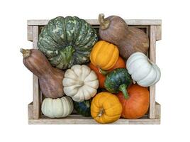 Haut vue de variété de l'automne récolte avec organiques citrouilles, écraser et gourde à l'intérieur le en bois panier pour action de grâces et tomber agriculture saison produire concept photo