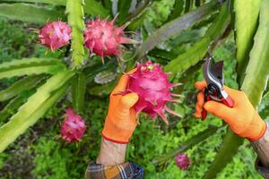 Haut vue une Les agriculteurs mains Coupe dragon fruits, mûrs rouge dragon des fruits dans récolte saison,notion de saisonnier récolte dragon fruits, dragon fruit est une tropical populaire, plante comme économique fruit. photo