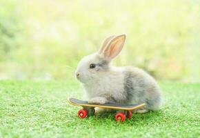image de une peu lapin avec planche à roulette dans herbe champ Contexte flou nature, lapin et le surf planche à roulette sport photo