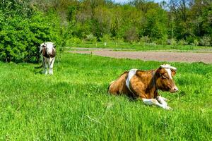 la photographie sur thème magnifique gros Lait vache broute sur vert Prairie en dessous de bleu ciel photo