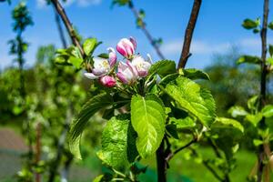 la photographie sur thème magnifique fruit branche Pomme arbre avec Naturel feuilles en dessous de nettoyer ciel photo