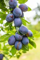 Frais bleu prunes sur une branche dans jardin photo