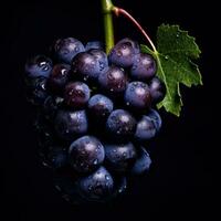 Frais les raisins isolé photo