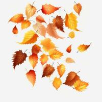 l'automne chute feuilles isolé photo