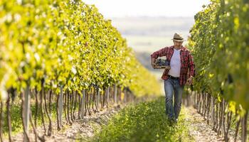 un expérimenté vigneron des promenades par le vignoble, porter une boîte plein de les raisins photo