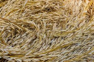 biologique séché paddy pour produit alimentaire Contexte photo