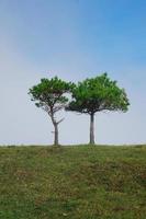 arbres dans la montagne au printemps photo