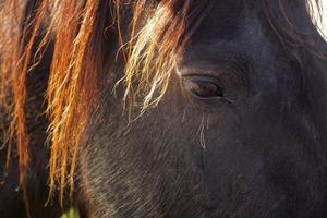 beau portrait de cheval brun dans le pré photo