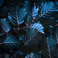 feuilles de plantes bleues dans la nature au printemps photo