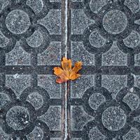 feuille d'arbre jaune en saison d'automne photo