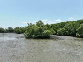 carbone Capturer concept. Naturel carbone les puits. mangrove des arbres Capturer CO2 de le atmosphère. vert mangrove forêt et vasière. bleu carbone écosystèmes. mangroves absorber carbone dioxyde émissions. photo